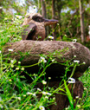 Scotland Island Lodge Kookaburra